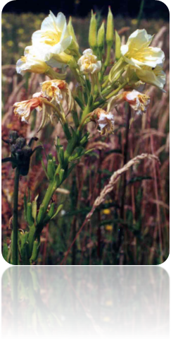 cliquez pour agrandir...