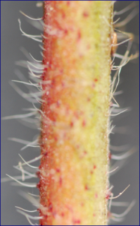 cliquez pour agrandir...